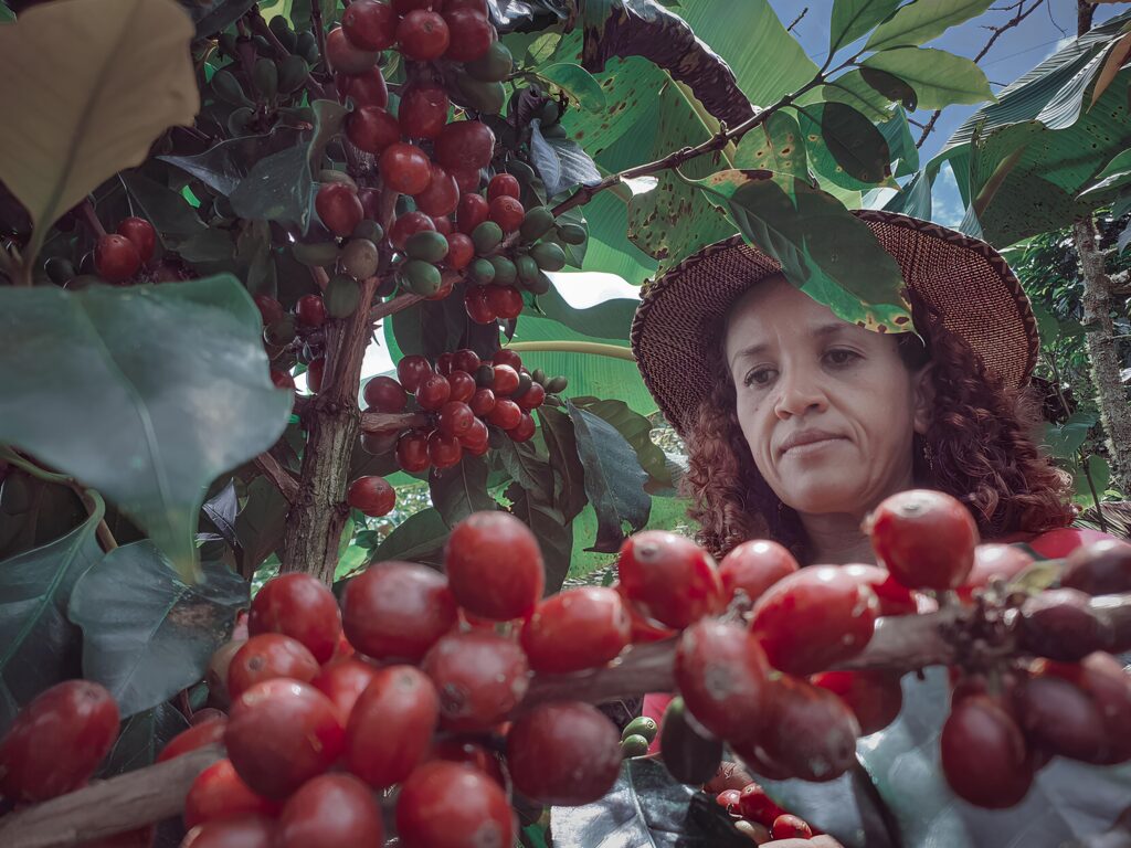 female-picking-fresh-red-coffee-beans-during-harve-2025